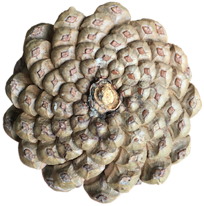 Pine cone